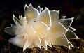   Beautiful cerata whitelined dirona white-lined white lined  
